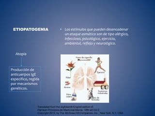 • Los estímulos que pueden desencadenar
un ataque asmático son de tipo alérgico,
infeccioso, psicológico, ejercicio,
ambiental, reflejo y neurológico.
ETIOPATOGENIA
Atopia
Producción de
anticuerpos IgE
especifico, regida
por mecanismos
genéticos.
 