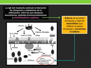 La IgE del mastocito estimula la liberación
de citoquinas y mediadores de la
inflamación, entre los que destacan
leucotrienos, potentes broncoconstrictores
y vasodilatadores capilares. Edema de la pared
bronquial y fuga de
eosinófilos que
infiltran la pared
bronquial y aumentan
el edema
 