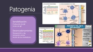 Patogenia
Sensibilización:
Producción de IgE
Unión de IgE
Desencadenamiento:
Reexposición a Ag
Activación celular
Acción de los mediadores
 