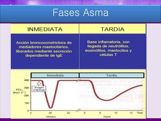 Fases Asma
 
