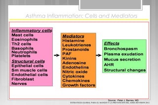Source: Peter J. Barnes, MDSource: Peter J. Barnes, MD
Asthma Inflammation: Cells and Mediators
ESTRATEGIA GLOBAL PARA EL MANEJO Y LA PREVENCION DEL ASMA REVISION 2012
 