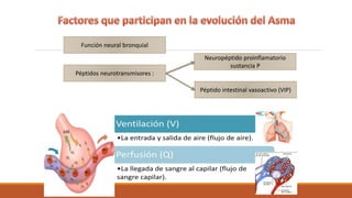 Función neural bronquial
Péptido intestinal vasoactivo (VIP)
Neuropéptido proinflamatorio
sustancia P
Péptidos neurotransmisores :
 