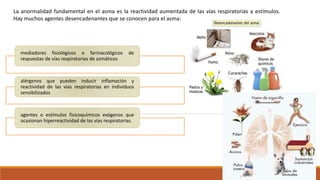 La anormalidad fundamental en el asma es la reactividad aumentada de las vías respiratorias a estímulos.
Hay muchos agentes desencadenantes que se conocen para el asma:
mediadores fisiológicos o farmacológicos de
respuestas de vías respiratorias de asmáticos
alérgenos que pueden inducir inflamación y
reactividad de las vías respiratorias en individuos
sensibilizados
agentes o estímulos fisicoquímicos exógenos que
ocasionan hiperreactividad de las vías respiratorias.
 