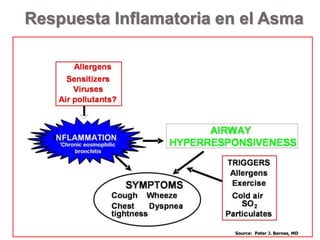 Source: Peter J. Barnes, MD
Respuesta Inflamatoria en el Asma
 