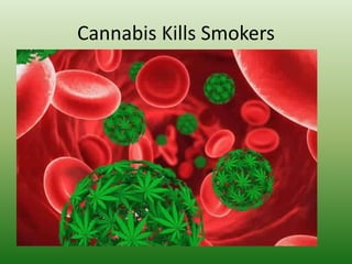 Cannabis Kills Smokers
 