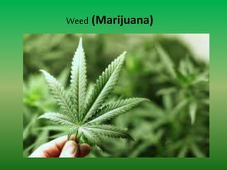 Weed (Marijuana)
 