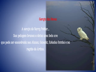 A coruja do Harry Potter...
Sua pelugem branca a deixa uma bela ave
que pode ser encontrada nos Alasca, Canadá, Estados Unidos e na
região do Ártico.
Coruja das Neves
 