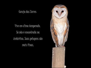 Coruja das Torres
Vive em clima temperado.
Só não é encontrada na
Antártica. Suas pelugens são
mais finas.
 