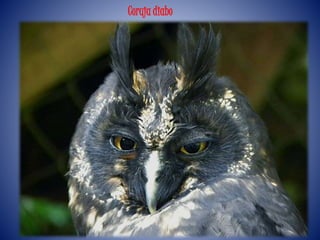 Coruja diabo
 