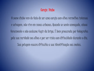 O nome diabo vem do fato de ser uma coruja com olhos vermelhos intensos
e selvagem, não vive em zonas urbanas. Quando se sente ameaçada, ataca
ferozmente e não costuma fugir da briga. É bem procurada por fotógrafos
pela sua raridade nos olhos e por ser vista com dificuldade durante o dia.
Sua pelugem escura dificulta a sua identificação nas matas.
Coruja Diabo
 