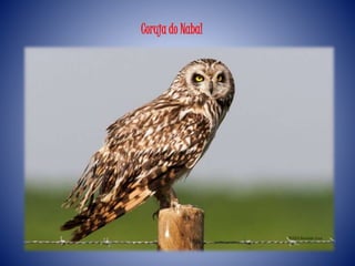 Coruja do Nabal
 