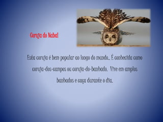 Esta coruja é bem popular ao longo do mundo.. É conhecida como
coruja-dos-campos ou coruja-do-banhado. Vive em amplos
banhados e caça durante o dia.
Coruja do Nabal
 