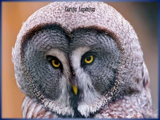 Coruja Lapônica
 