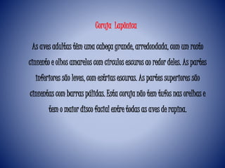 As aves adultas têm uma cabeça grande, arredondada, com um rosto
cinzento e olhos amarelos com círculos escuros ao redor deles. As partes
inferiores são leves, com estrias escuras. As partes superiores são
cinzentas com barras pálidas. Esta coruja não tem tufos nas orelhas e
tem o maior disco facial entre todas as aves de rapina.
Coruja Lapônica
 