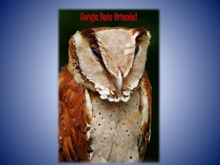 Coruja Baia Oriental
 