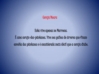 Esta vive apenas no Marrocos.
É uma coruja-dos-pântanos. Vive nos galhos de árvores que ficam
envolta dos pântanos e é considerada mais dócil que a coruja diabo.
Coruja Moura
 