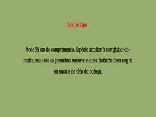 Coruja Sapo
Mede 24 cm de comprimento. Espécie similar à corujinha-do-
mato, mas com os penachos maiores e uma distinta área negra
na nuca e no alto da cabeça.
 