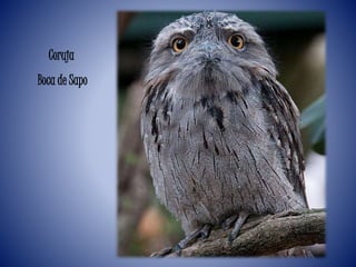Coruja
Boca de Sapo
 