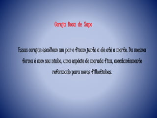 Essas corujas escolhem um par e ficam junto a ele até a morte. Da mesma
forma é com seu ninho, uma espécie de morada fixa, constantemente
reformado para novos filhotinhos.
Coruja Boca de Sapo
 