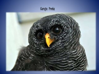 Coruja Preta
 