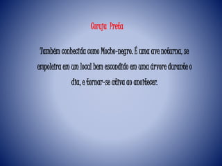 Coruja Preta
Também conhecida como Mocho-negro. É uma ave noturna, se
empoleira em um local bem escondido em uma árvore durante o
dia, e tornar-se ativa ao anoitecer.
 