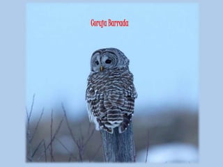 Coruja Barrada
 