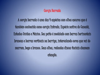 A coruja barrada é uma das 4 espécies com olhos escuros que é
também conhecida como coruja listrada. Espécie nativa do Canadá,
Estados Unidos e México. Seu peito é modelado com barras horizontais
brancas e barras verticais na barriga, intercalando cores que vai do
marrom, bege e branco. Seus olhos, redondos discos faciais chamam
atenção.
Coruja Barrada
 