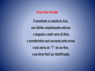 Coruja Baia Oriental
É encontrada no sudeste da Ásia;
com hábitos completamente noturnos
e chegando a medir cerca de 33cm,
a característica mais marcante neste animal
é uma marca em "V" em sua face,
o que torna fácil sua identificação.
 