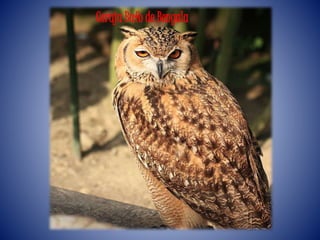 Coruja Bufo de Bengala
 