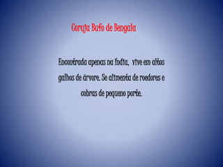 Coruja Bufo de Bengala
Encontrada apenas na Índia, vive em altos
galhos de árvore. Se alimenta de roedores e
cobras de pequeno porte.
 