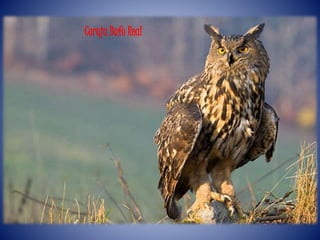 Coruja Bufo Real
 