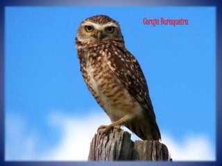 Coruja Buraqueira
 