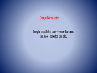 Coruja Buraqueira
Coruja brasileira que vive em buracos
no solo, cavados por ela.
 