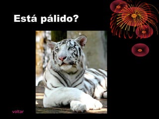 Está pálido?
voltar
 