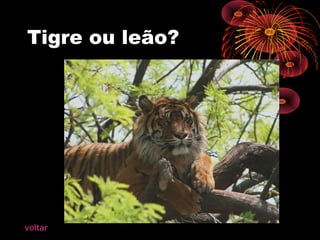 Tigre ou leão?
voltar
 