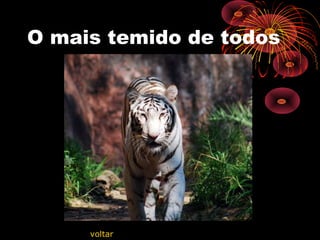 O mais temido de todos
voltar
 