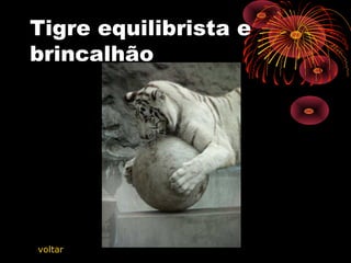 Tigre equilibrista e
brincalhão
voltar
 