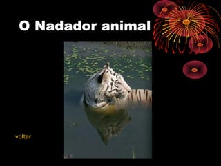 O Nadador animal
voltar
 