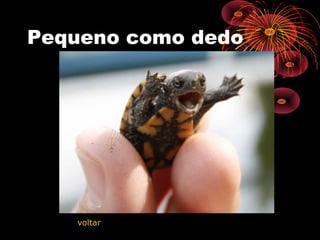 Pequeno como dedo
voltar
 