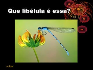 Que libélula é essa?
voltar
 