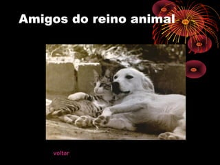 Amigos do reino animal
voltar
 