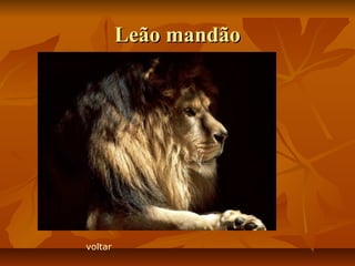 Leão mandãoLeão mandão
voltar
 