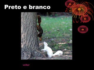 Preto e branco
voltar
 