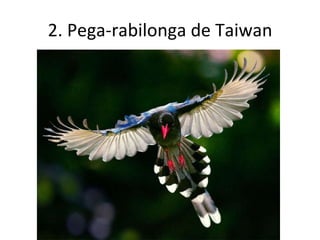 Rabilonga As mais lindas aves | PPS