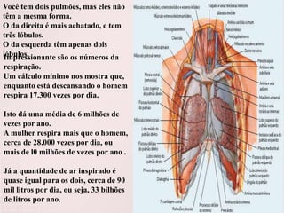 Você tem dois pulmões, mas eles não
têm a mesma forma.
O da direita é mais achatado, e tem
três lóbulos.
O da esquerda têm apenas dois
lóbulos.
Impressionante são os números da
respiração.
Um cálculo mínimo nos mostra que,
enquanto está descansando o homem
respira 17.300 vezes por dia.
Isto dá uma média de 6 milhões de
vezes por ano.
A mulher respira mais que o homem,
cerca de 28.000 vezes por dia, ou
mais de l0 milhões de vezes por ano .
Já a quantidade de ar inspirado é
quase igual para os dois, cerca de 90
mil litros por dia, ou seja, 33 bilhões
de litros por ano.

 