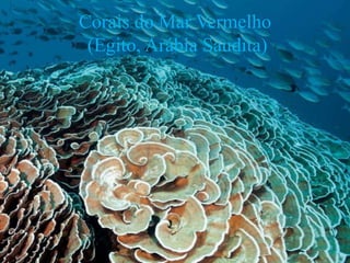 Corais do Mar Vermelho
(Egito, Arábia Saudita)
 
