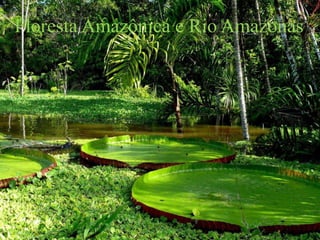 Floresta Amazônica e Rio Amazonas
 