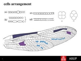 Arculus Insect ASME, The Architecture of the Dragonfly Wing | PPTX