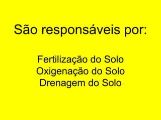 São responsáveis por:
Fertilização do Solo
Oxigenação do Solo
Drenagem do Solo