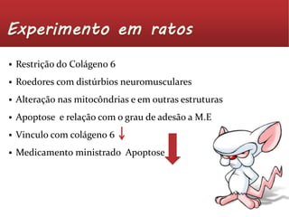  Restrição do Colágeno 6 
 Roedores com distúrbios neuromusculares 
 Alteração nas mitocôndrias e em outras estruturas 
 Apoptose e relação com o grau de adesão aM.E 
 Vinculo com colágeno 6 
 Medicamento ministrado Apoptose 
 